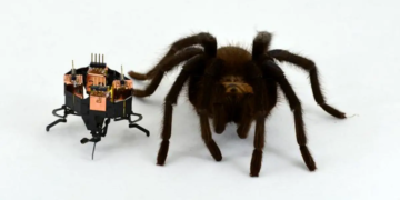 Les robots ne peuvent pas dépasser les animaux. Une étude explique pourquoi