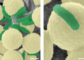 Des essaims de microrobots pour sauver nos eaux polluées