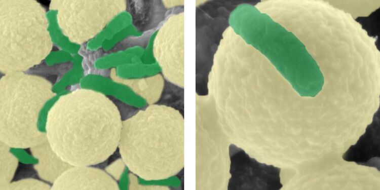 Des essaims de microrobots pour sauver nos eaux polluées