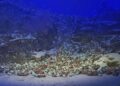 Des nodules marins vieux de 2 300 ans découverts dans la mer Rouge