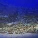 Des nodules marins vieux de 2 300 ans découverts dans la mer Rouge