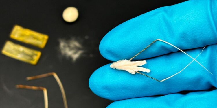 Un robot biohybride de 60 mg pour sauver la biodiversité