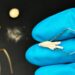 Un robot biohybride de 60 mg pour sauver la biodiversité