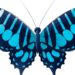 Les secrets des écailles colorées des papillons dévoilés