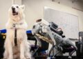 Les robots remplaceront-ils les chiens guides ? Les dernières avancées