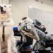 Les robots remplaceront-ils les chiens guides ? Les dernières avancées