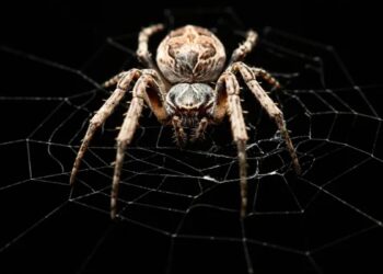 Des chercheurs découvrent un secret acoustique caché dans les toiles d'araignée