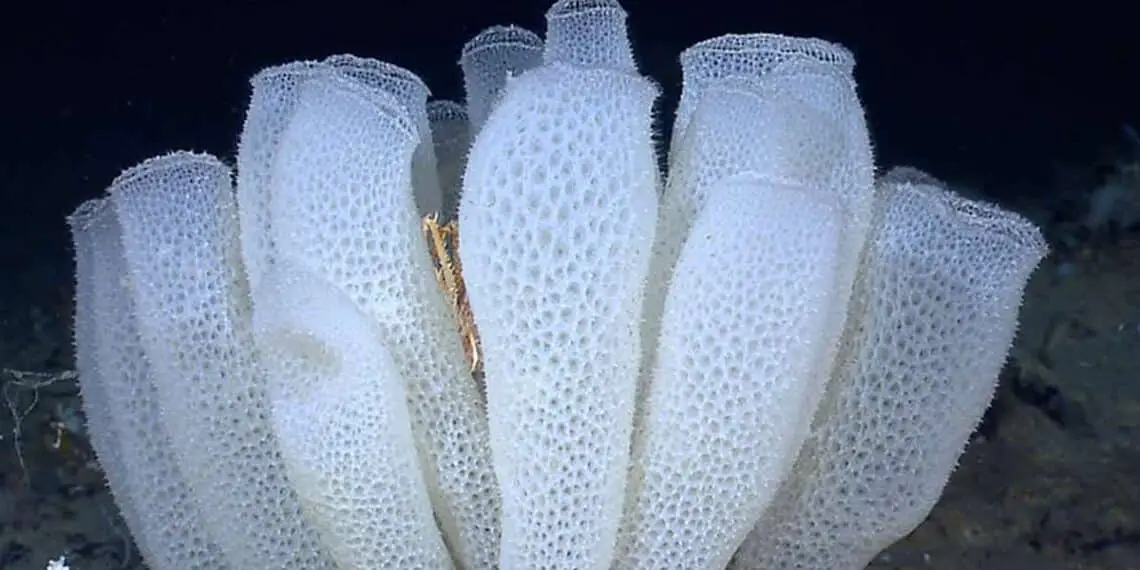 Une éponge marine pourrait inspirer la conception de réacteurs chimiques