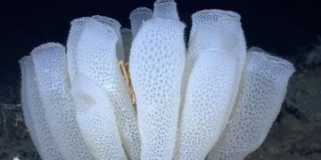 Une éponge marine pourrait inspirer la conception de réacteurs chimiques
