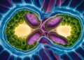 Une nouvelle technique pourrait-elle booster la production de sorgho bioénergétique ?