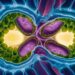 Une nouvelle technique pourrait-elle booster la production de sorgho bioénergétique ?