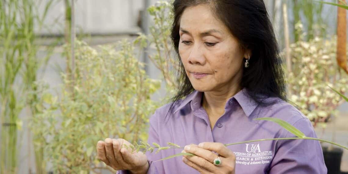 Micro-ondes agricoles : une arme contre les mauvaises herbes ?
