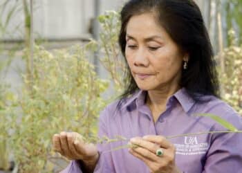 Micro-ondes agricoles : une arme contre les mauvaises herbes ?