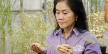 Micro-ondes agricoles : une arme contre les mauvaises herbes ?
