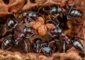 Les fourmis argentines sous l'effet de la caféine : une découverte surprenante