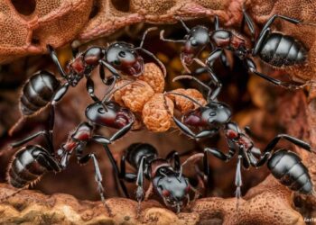 Les fourmis argentines sous l'effet de la caféine : une découverte surprenante