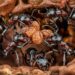 Les fourmis argentines sous l'effet de la caféine : une découverte surprenante