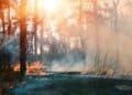 Aérosols et CO2 : une double menace pour les forêts boréales ?
