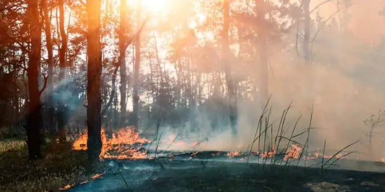 Aérosols et CO2 : une double menace pour les forêts boréales ?