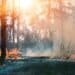 Aérosols et CO2 : une double menace pour les forêts boréales ?