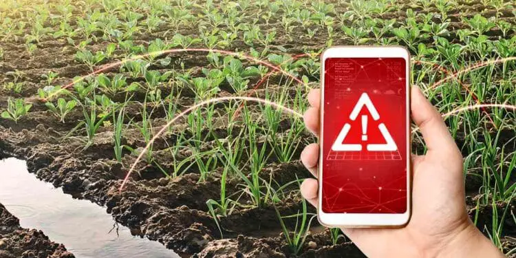 Ces plantes qui absorbent les métaux lourds