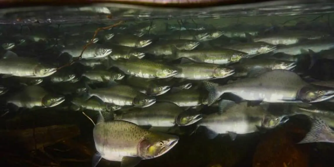Les poissons en bancs ont plus de facilité à nager dans des eaux agitées