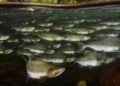 Les poissons en bancs ont plus de facilité à nager dans des eaux agitées