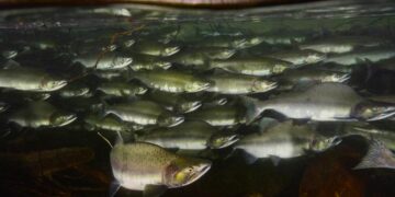 Les poissons en bancs ont plus de facilité à nager dans des eaux agitées