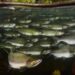 Les poissons en bancs ont plus de facilité à nager dans des eaux agitées