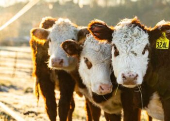 Les fermes de demain : où l'énergie solaire rencontre l'agriculture