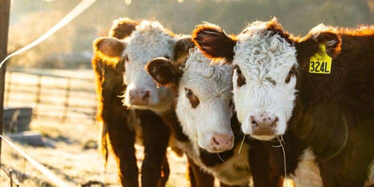 Les fermes de demain : où l'énergie solaire rencontre l'agriculture