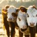 Les fermes de demain : où l'énergie solaire rencontre l'agriculture