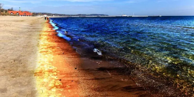 Révélations choc sur l'impact de la marée noire de 2010 dans le Golfe du Mexique