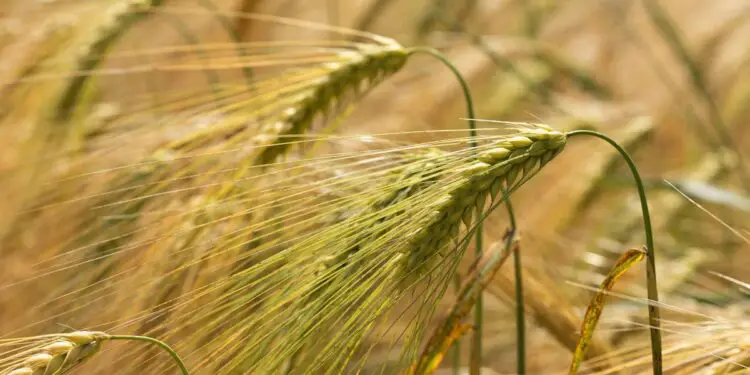 Des chercheurs inventent un "plastique d'orge" 100 % biodégradable