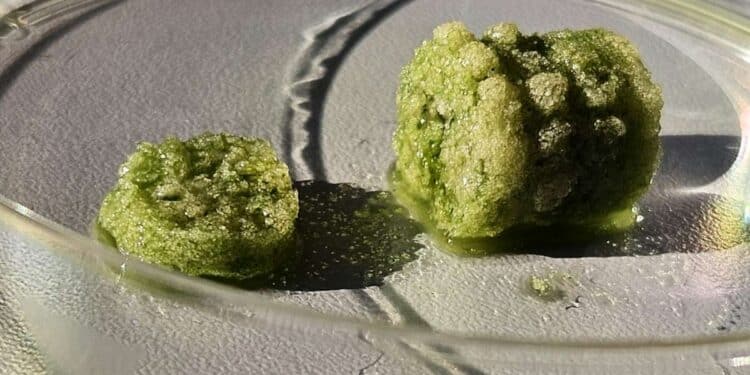 Bâtir avec des bactéries : le pari fou qui pourrait sauver notre planète