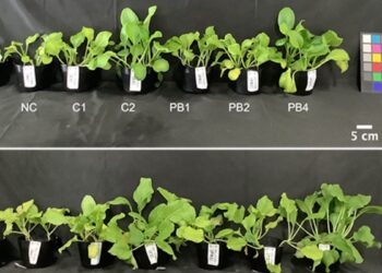 Air Fertilizer® : l'innovation japonaise qui bouscule l'agriculture mondiale