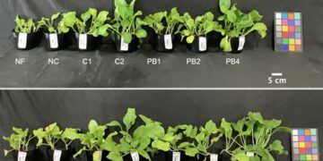 Air Fertilizer® : l'innovation japonaise qui bouscule l'agriculture mondiale