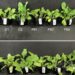 Air Fertilizer® : l'innovation japonaise qui bouscule l'agriculture mondiale