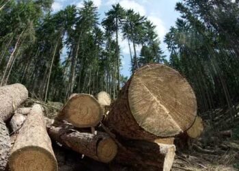 Transformation du lignine : vers des batteries sans métaux critiques ?