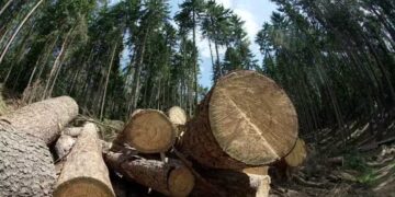 Transformation du lignine : vers des batteries sans métaux critiques ?