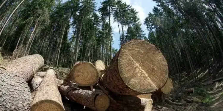 Transformation du lignine : vers des batteries sans métaux critiques ?