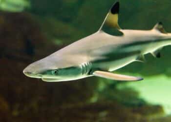 Éoliennes en mer - Une menace pour les requins électrosensibles ?