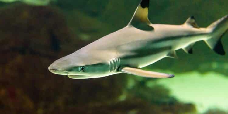 Éoliennes en mer - Une menace pour les requins électrosensibles ?