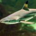 Éoliennes en mer - Une menace pour les requins électrosensibles ?