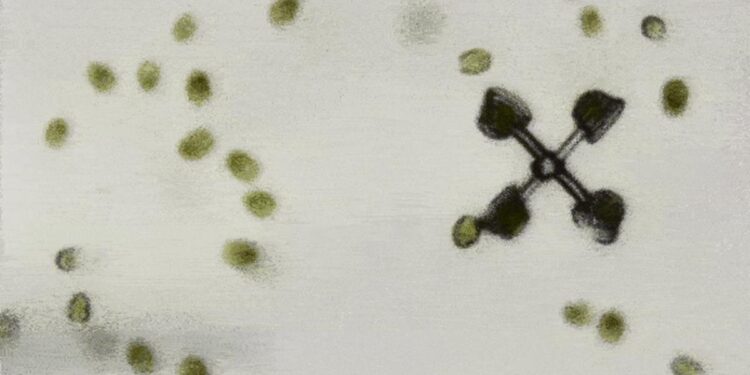 Des algues propulsent des micromachines pendant plusieurs heures