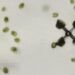 Des algues propulsent des micromachines pendant plusieurs heures