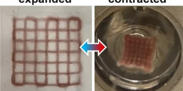Des structures 3D qui se contractent et se dilatent à la lumière