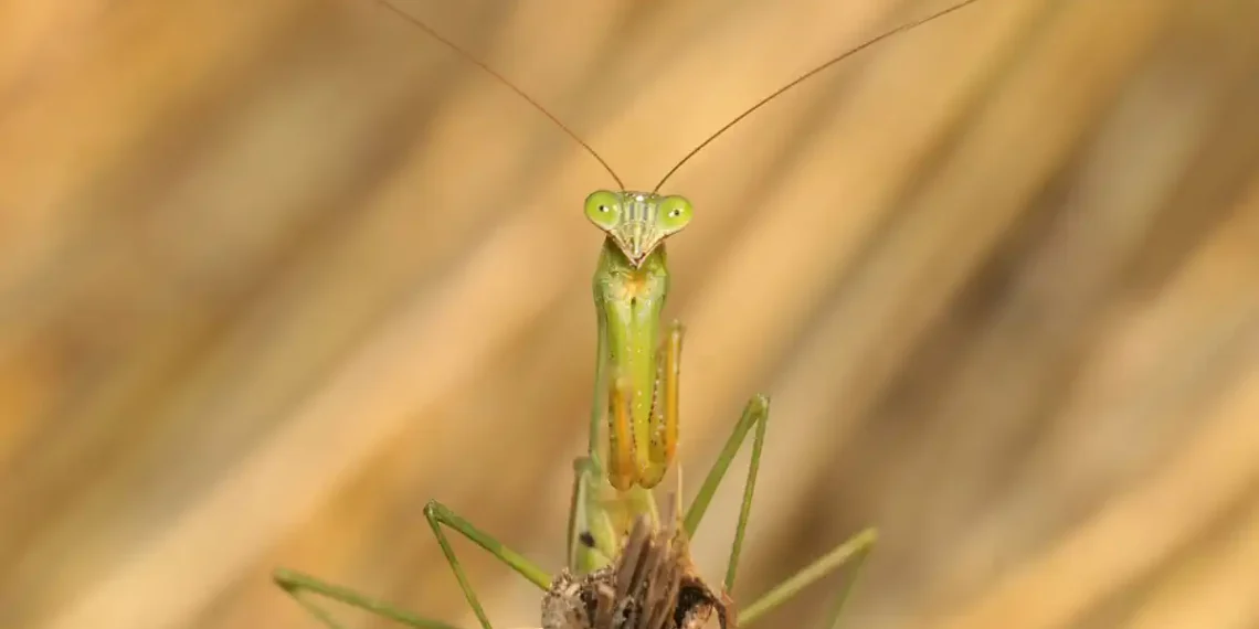 Des yeux artificiels inspirés par la mante religieuse
