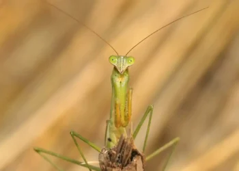 Des yeux artificiels inspirés par la mante religieuse
