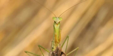 Des yeux artificiels inspirés par la mante religieuse
